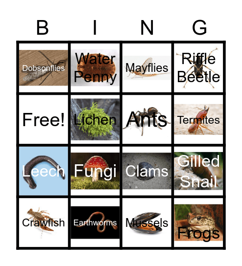 Bioindicator Bingo! Bingo Card