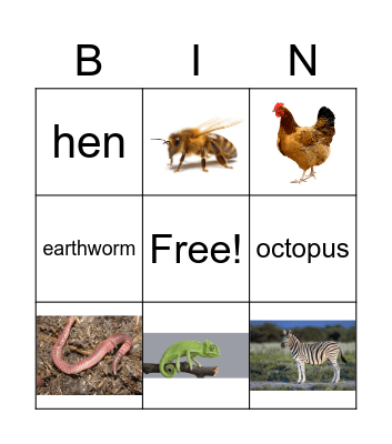 Animals Bingo Card