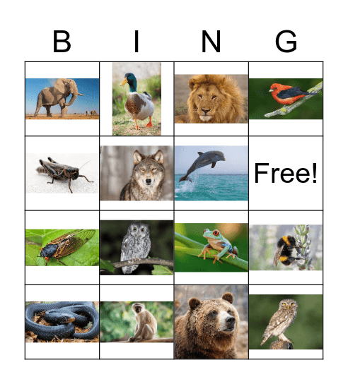 Nature Bingo Card