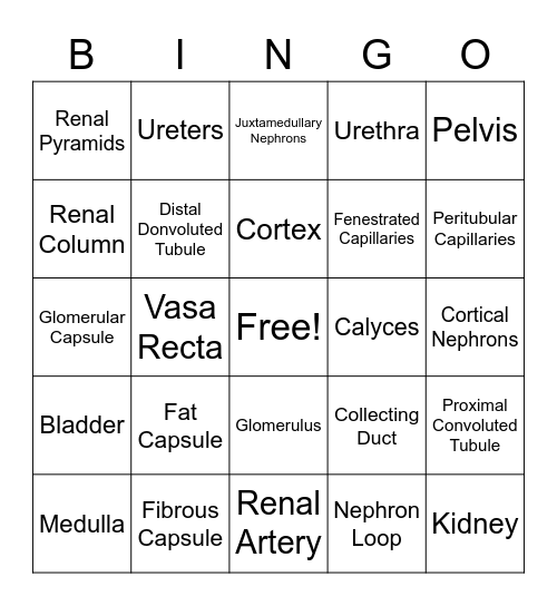 Urinary Anatomy Bingo Card