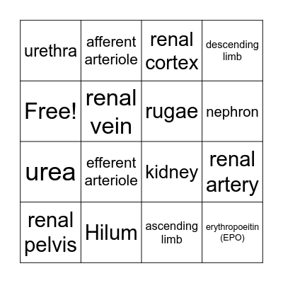 Urinary System Bingo Card