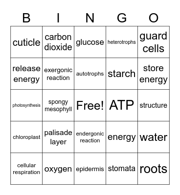Photosynthesis Review Bingo Card