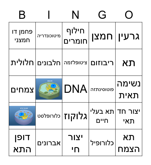 התא Bingo Card