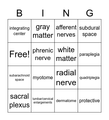 Spinal Nerves (ch14) Bingo Card