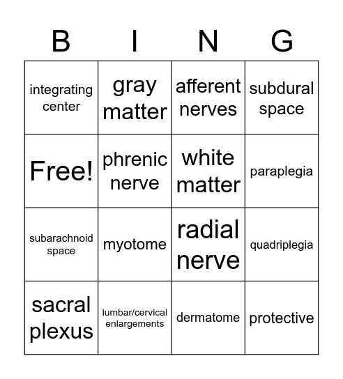 Spinal Nerves (ch14) Bingo Card