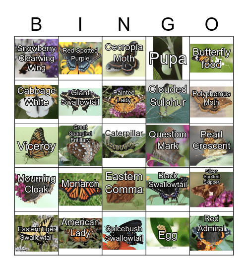 Butterfly Bingo Card