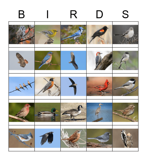 NC Bird Bingo Card