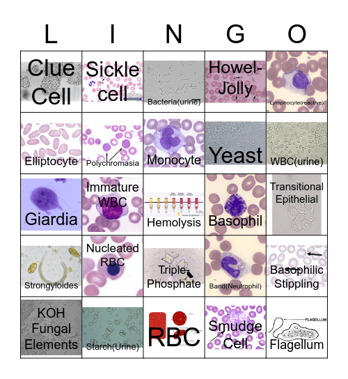 Lab Lingo! Bingo Card