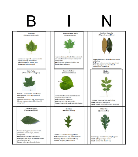 Tree Bingo Card