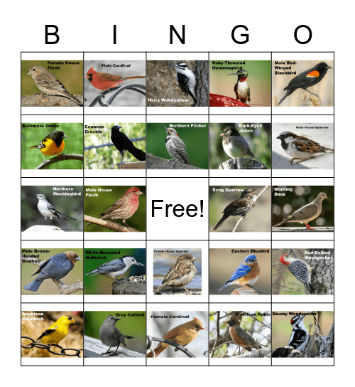 Birds of Ohio Bingo Card