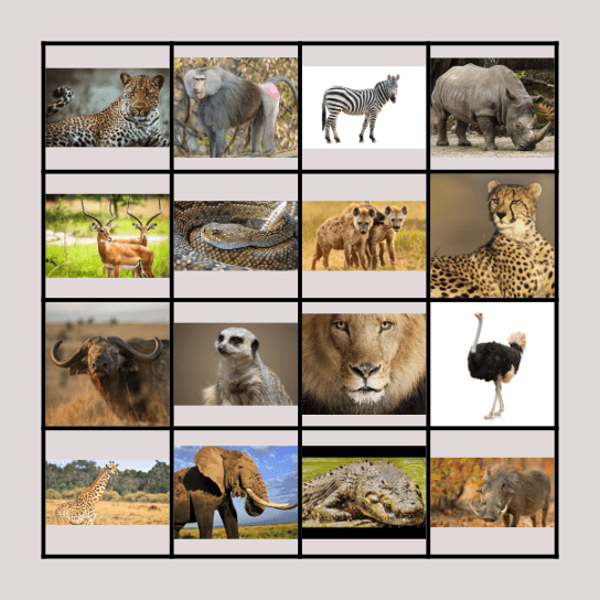 Museum of Natural History: Tropical Savanna Bingo Card