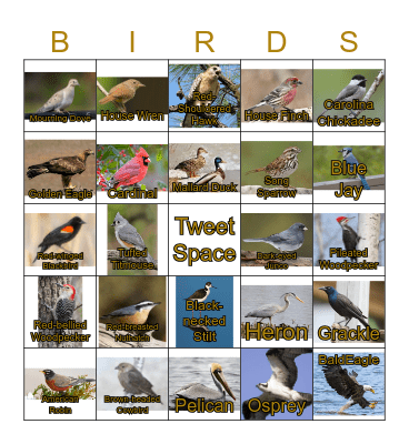 Virginia Birds Bingo Card