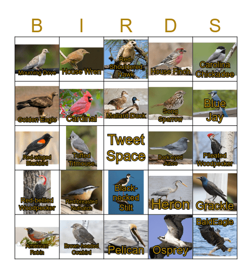 Virginia Birds Bingo Card