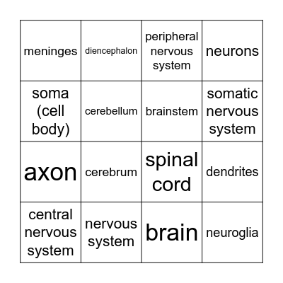 Nervous System Bingo Card