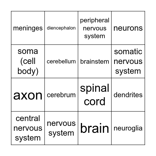 Nervous System Bingo Card