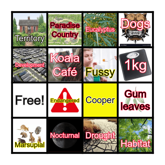 Koala Cafe Bingo Card