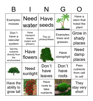 Vascular and Non /Vascular Plants Bingo Card