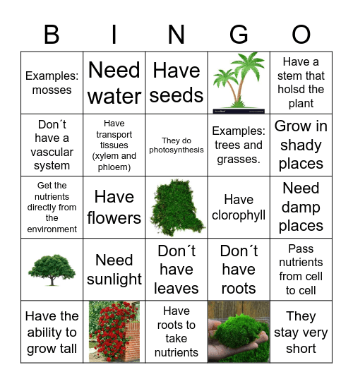 Vascular and Non /Vascular Plants Bingo Card