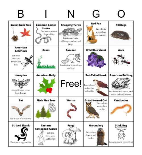 Ecosystem Bingo! NJ Wildlife Bingo Card