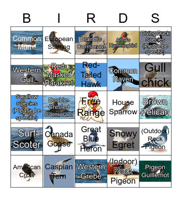 Sofar Birding Bingo Card