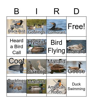 Birding Bingo Card