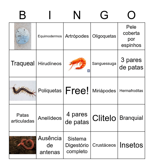 Invertebrados Bingo Card
