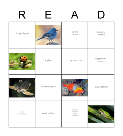 Endemic animals of the Canary Islands Bingo Card