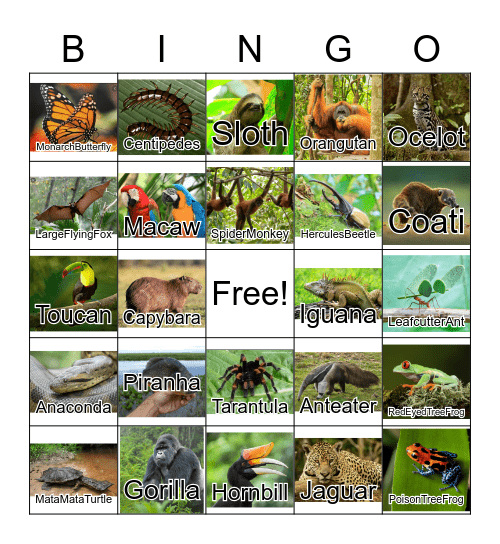 Rainforest Bingo Card