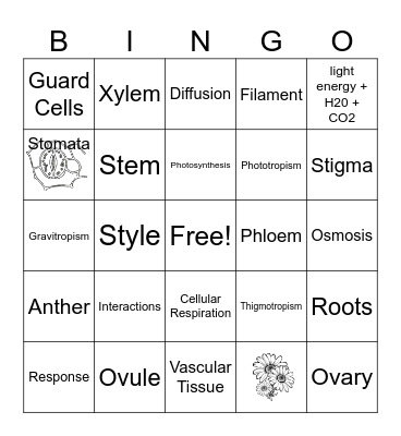 Plant Systems Interactions Bingo Card