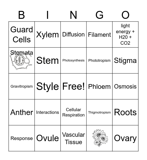 Plant Systems Interactions Bingo Card