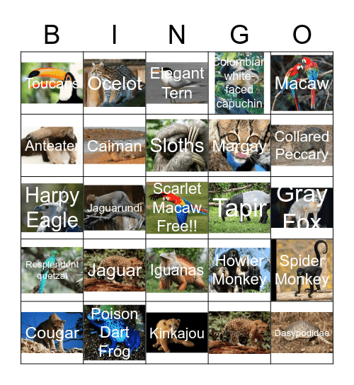 Central America Animals Bingo Card