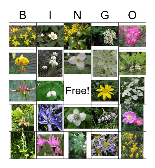 Christmas Hill Plant Bingo Card