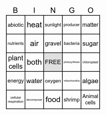 Photosynthesis and Cellular Respiration Bingo Card