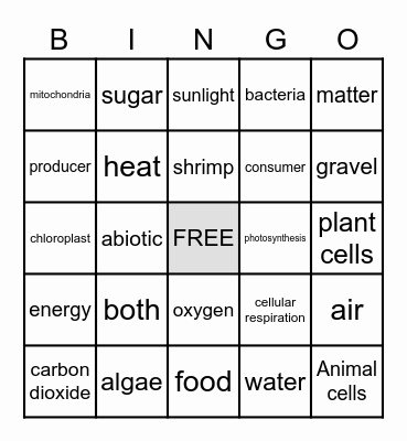 Photosynthesis and Cellular Respiration Bingo Card