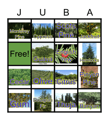 Types of Deciduous Trees Bingo Card