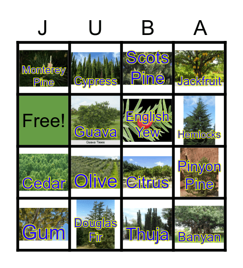 Types of Deciduous Trees Bingo Card