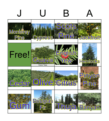 Types of Deciduous Trees Bingo Card