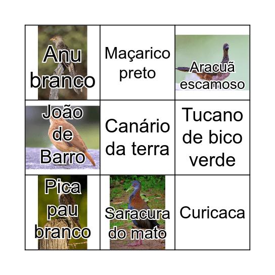 Avifauna da Trilha Bingo Card