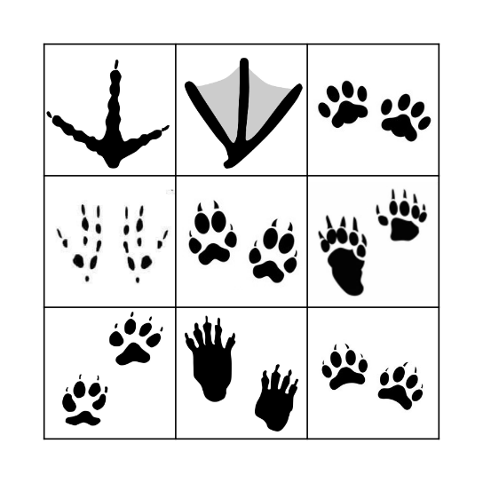 Animal Footprint BINGO Card