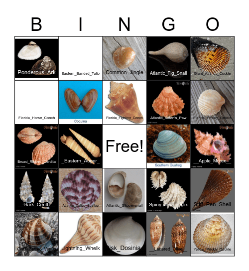 Sanibel Shells Bingo Card