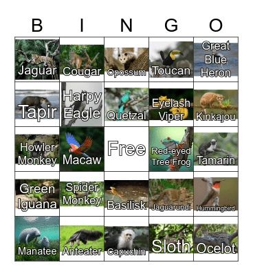 Central American Animals Bingo Card