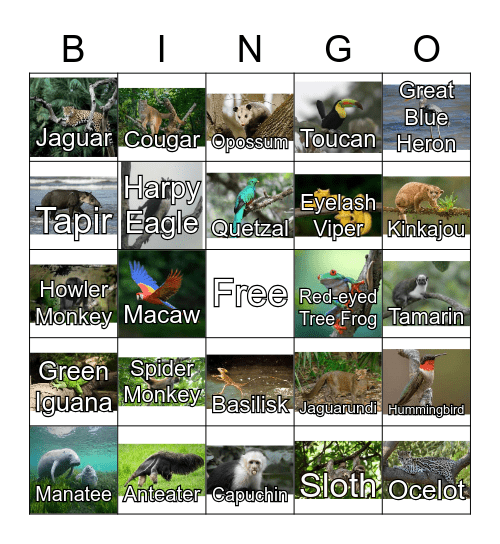 Central American Animals Bingo Card