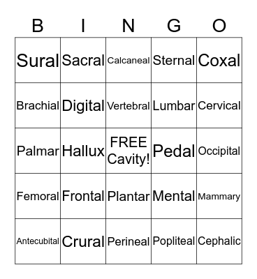 Anatomical location of the body  Bingo Card