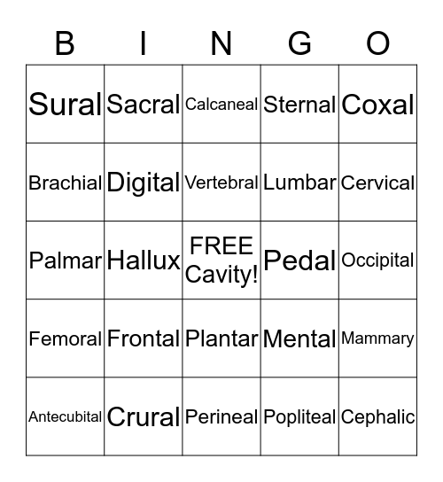 Anatomical location of the body  Bingo Card