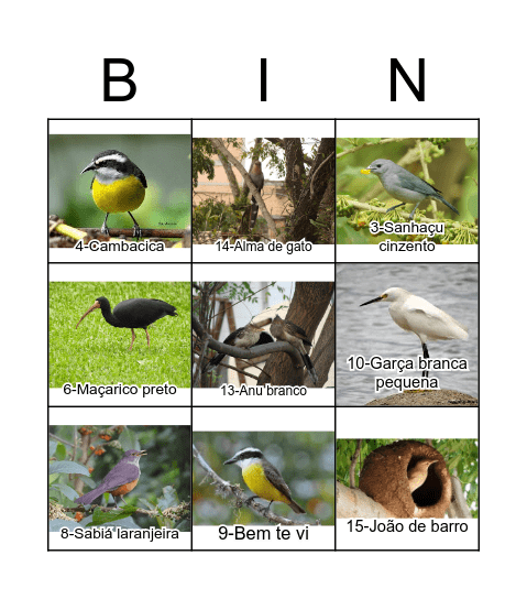 AVIFAUNA Bingo Card