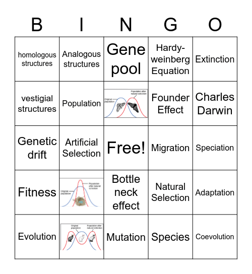 Population Genetics Bingo! Bingo Card