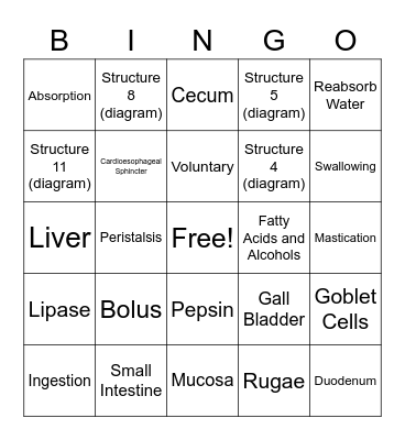 Digestive System Bingo Card