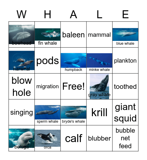 Wonderful Whales Bingo Card