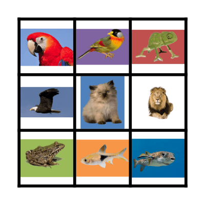 vertebrados Bingo Card