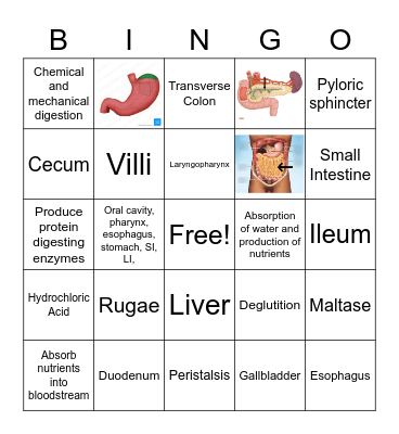 Digestive System Bingo Card